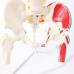 Flexible Vertebral Column with Femur Head, Muscle Insertions Removable Sacral Crest